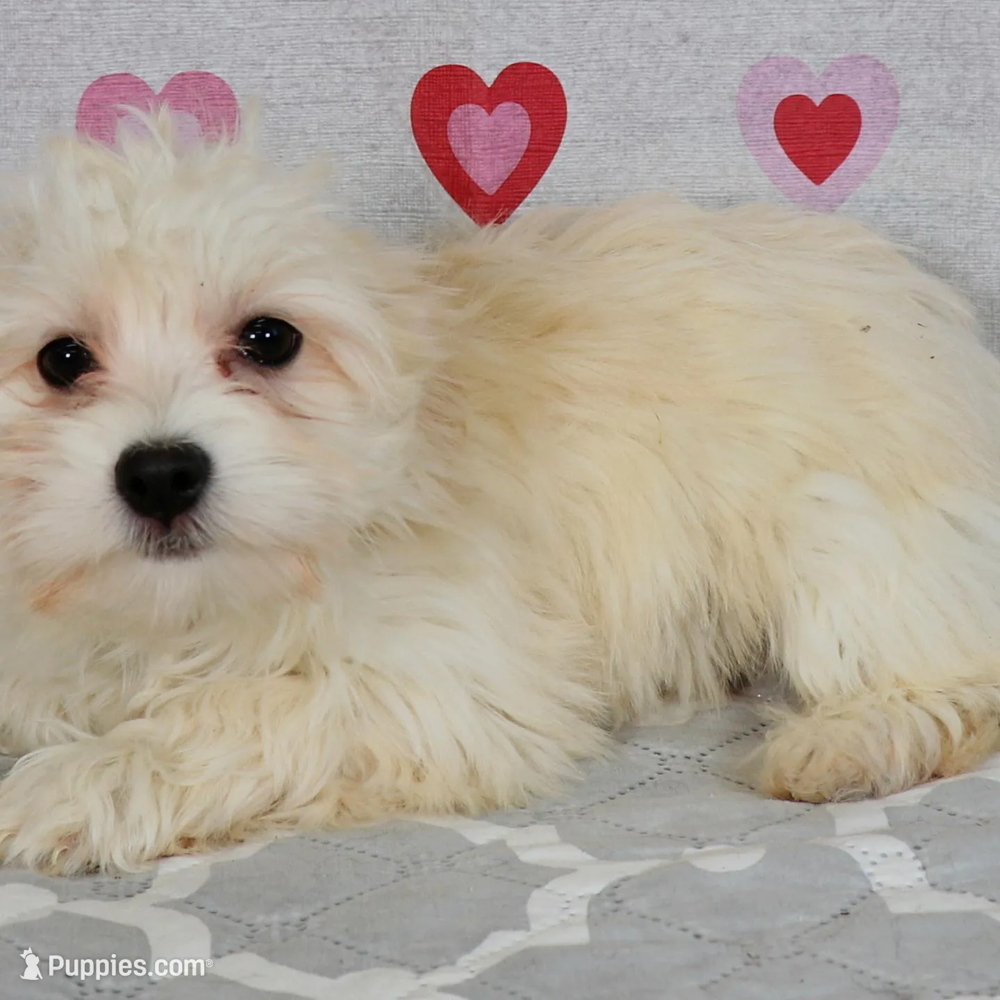 Maye, a female Havanese for sale in Roanoke, IL – Photo 2 of 6