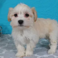 Maye, a female Havanese for sale in Roanoke, IL – Photo 4 of 6