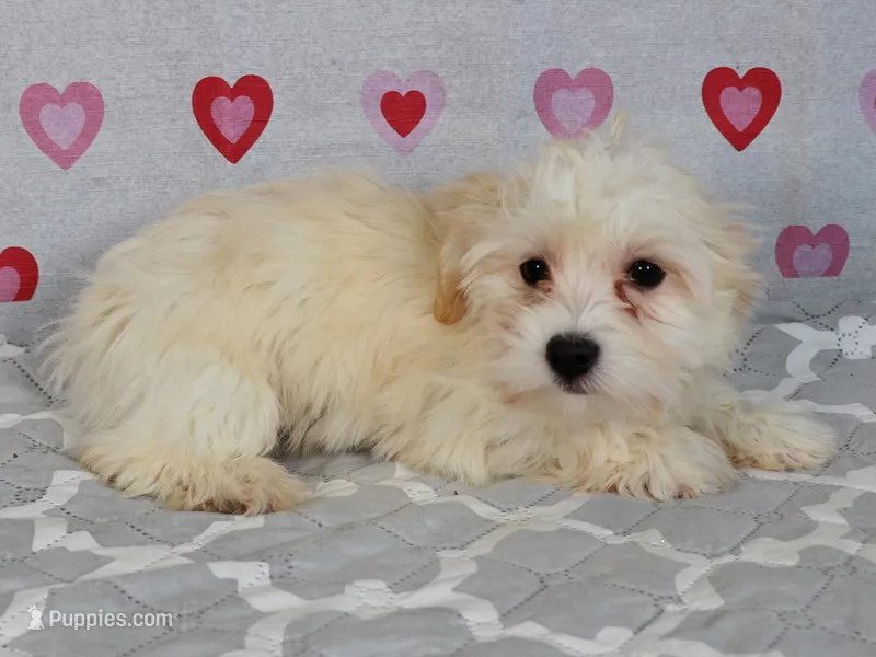 Maye – Havanese puppy for sale in Roanoke, IL