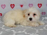 Maye, a female Havanese for sale in Roanoke, IL – 1 of 6