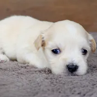 Maye, a female Havanese for sale in Roanoke, IL – Photo 5 of 6