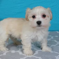Maye, a female Havanese for sale in Roanoke, IL – Photo 3 of 6