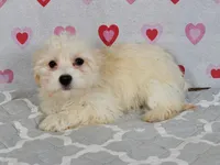 Maye, a female Havanese for sale in Roanoke, IL – 2 of 6