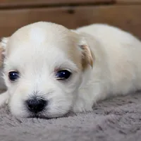 Maye, a female Havanese for sale in Roanoke, IL – Photo 6 of 6