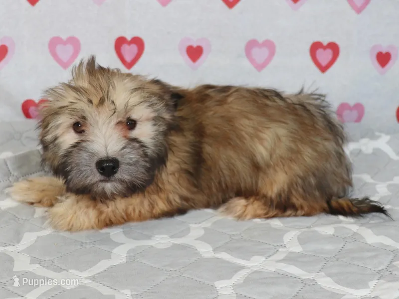 Jordan – Havanese puppy for sale in Roanoke, IL
