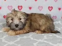 Jordan, a male Havanese for sale in Roanoke, IL – 1 of 8
