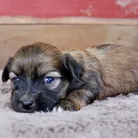 Jordan, a male Havanese for sale in Roanoke, IL – Photo 6 of 6