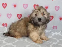 Jordan, a male Havanese for sale in Roanoke, IL – 2 of 8