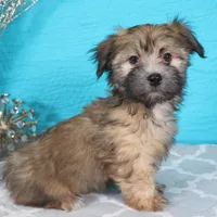 Jordan, a male Havanese for sale in Roanoke, IL – Photo 3 of 6