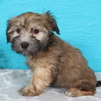 Jordan, a male Havanese for sale in Roanoke, IL – Photo 4 of 6