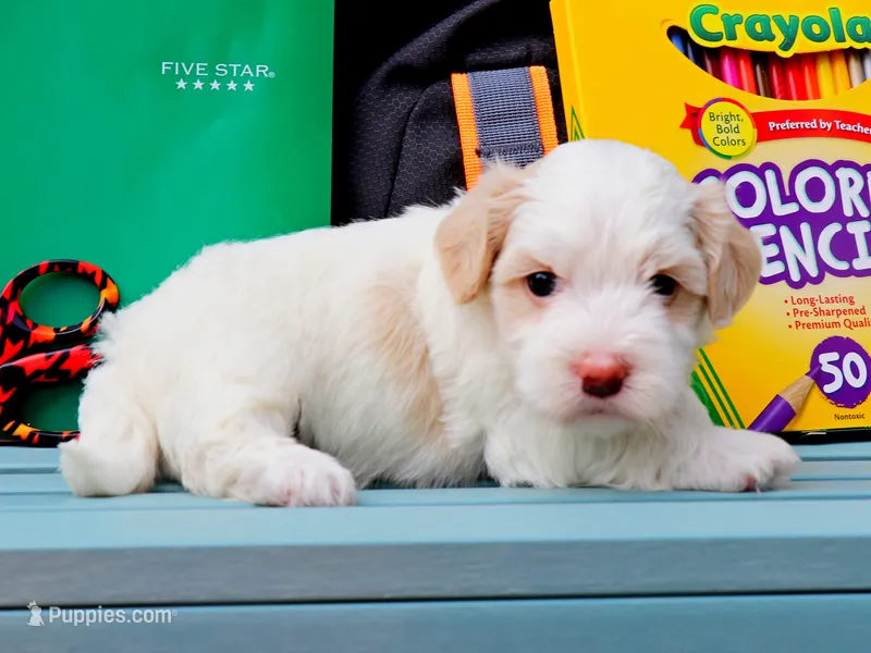 Matcha – Havanese puppy for sale in Roanoke, IL
