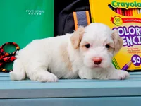 Matcha, a female Havanese for sale in Roanoke, IL – 1 of 2