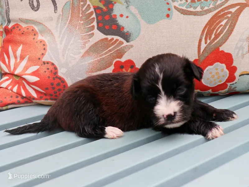 Peter – Havanese puppy for sale in Roanoke, IL