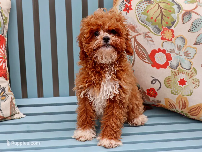 Elbert – Cavapoo puppy for sale in Roanoke, IL