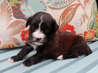 Peter, a male Havanese for sale in Roanoke, IL – 2 of 2