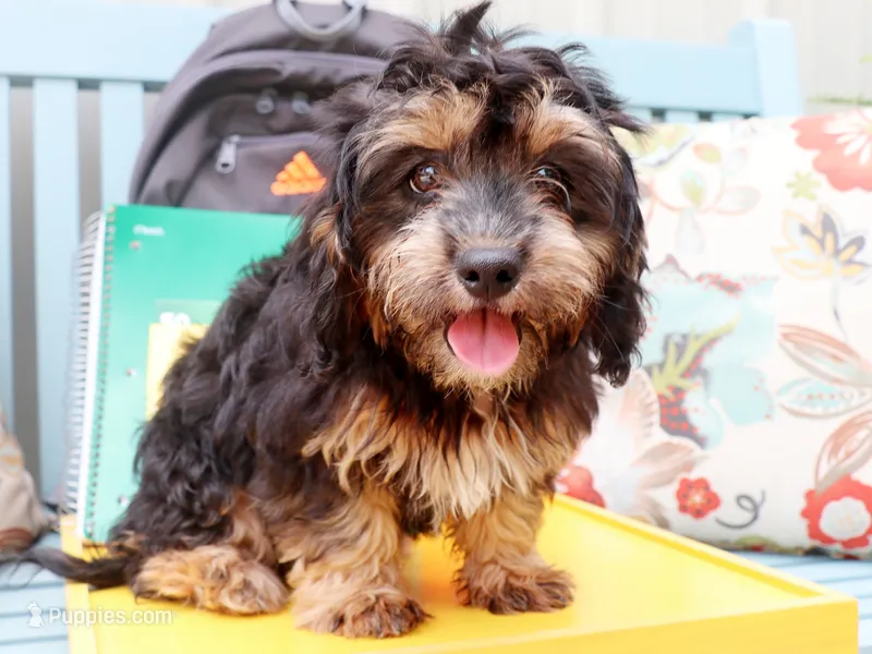 Amazon – Cavapoo, Havanese puppy for sale in Roanoke, IL