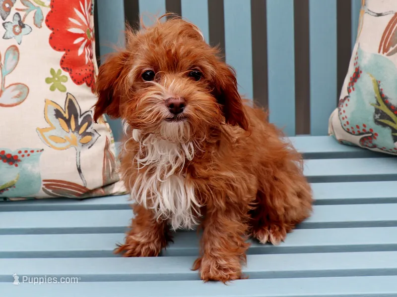 Whitney – Cavapoo puppy for sale in Roanoke, IL