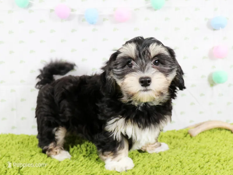 Jellybean – Havanese puppy for sale in Roanoke, IL