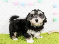 Jellybean, a female Havanese for sale in Roanoke, IL – Photo 1 of 4