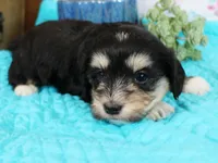 Jellybean, a female Havanese for sale in Roanoke, IL – Photo 2 of 2