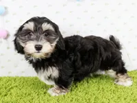 Jellybean, a female Havanese for sale in Roanoke, IL – Photo 2 of 4