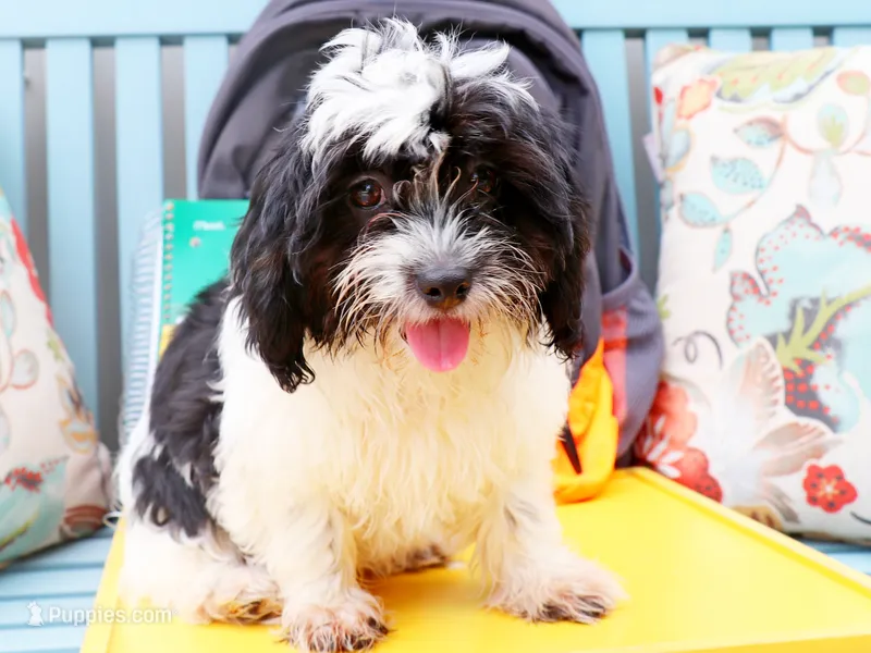 Vidia – Cavapoo, Havanese puppy for sale in Roanoke, IL