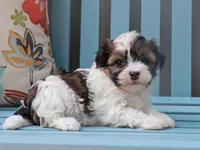 Moana - AKC, a female Havanese for sale in Roanoke, IL – 1 of 2