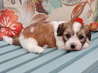 steel, a male Havanese for sale in Roanoke, IL – 1 of 2