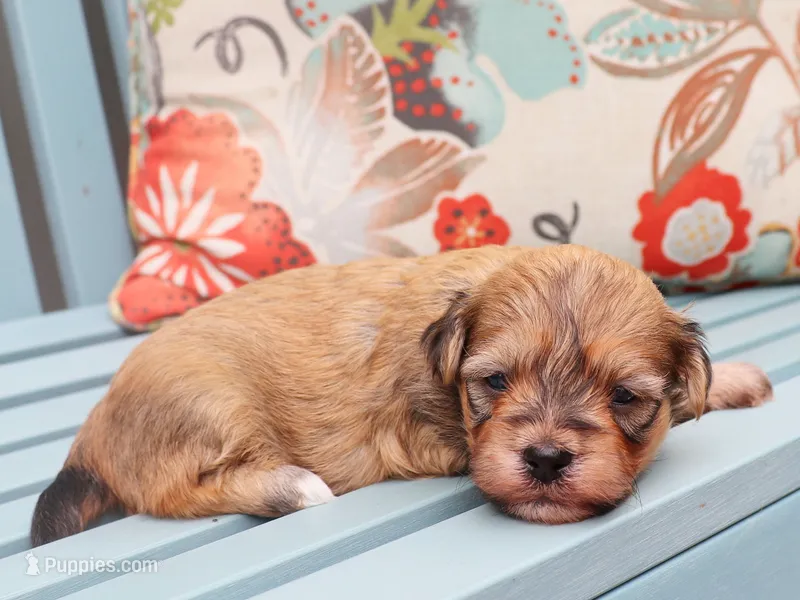 MJ – Havanese puppy for sale in Roanoke, IL