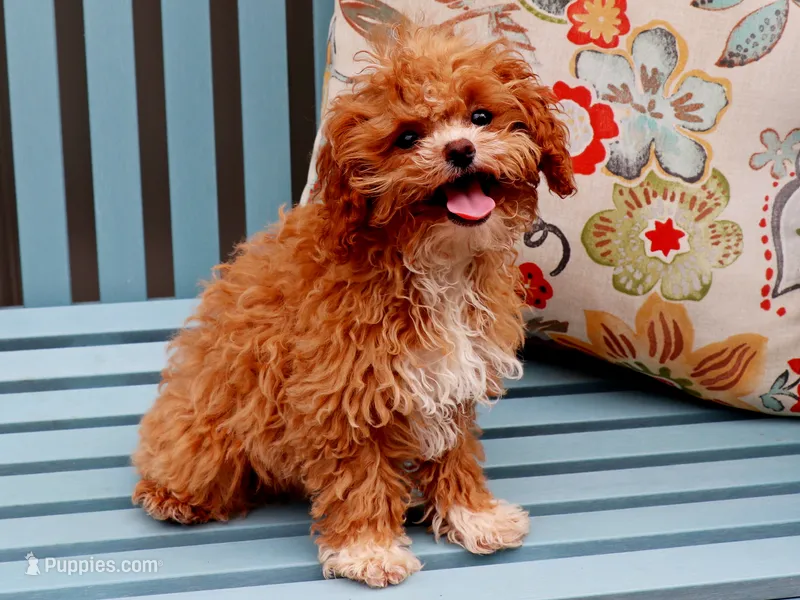 Fuji – Cavapoo puppy for sale in Roanoke, IL