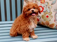 Fuji, a male Cavapoo for sale in Roanoke, IL – 1 of 2