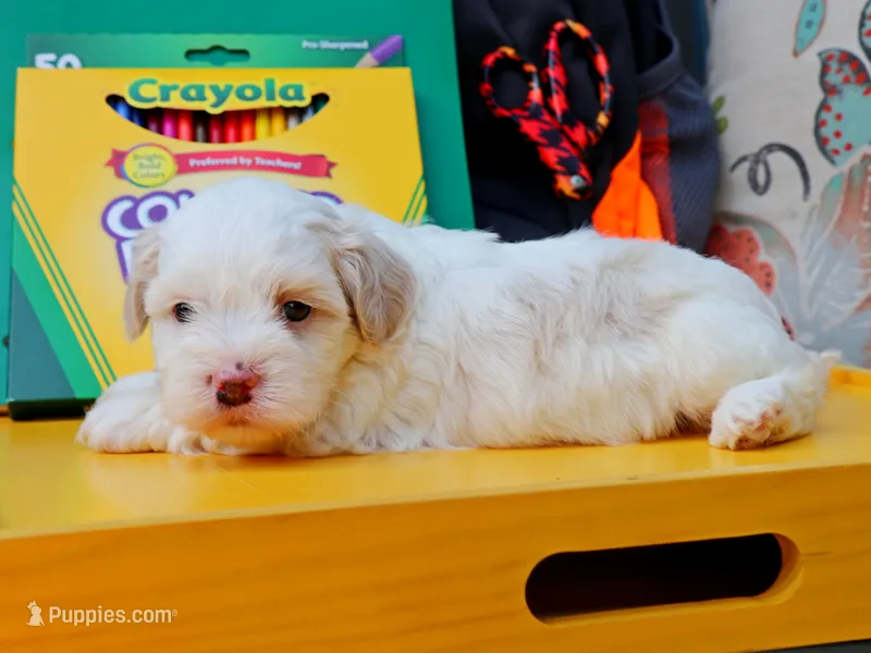 Mocha – Havanese puppy for sale in Roanoke, IL