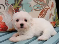 Jude, a female Havanese for sale in Roanoke, IL – 2 of 2