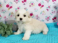 Maple, a female Havanese for sale in Roanoke, IL – Photo 2 of 2