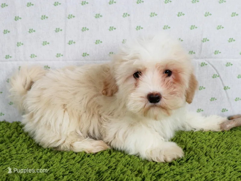 Maple – Havanese puppy for sale in Roanoke, IL