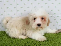 Maple, a female Havanese for sale in Roanoke, IL – Photo 1 of 4