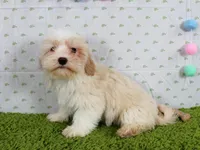 Maple, a female Havanese for sale in Roanoke, IL – Photo 2 of 4