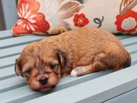 MJ, a female Havanese for sale in Roanoke, IL – 2 of 2