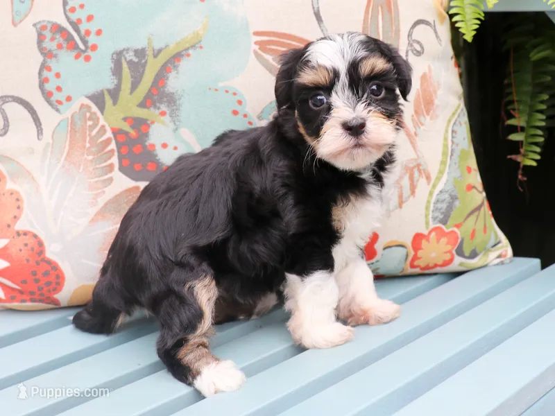 Mrs. Meyer – Havanese puppy for sale in Roanoke, IL