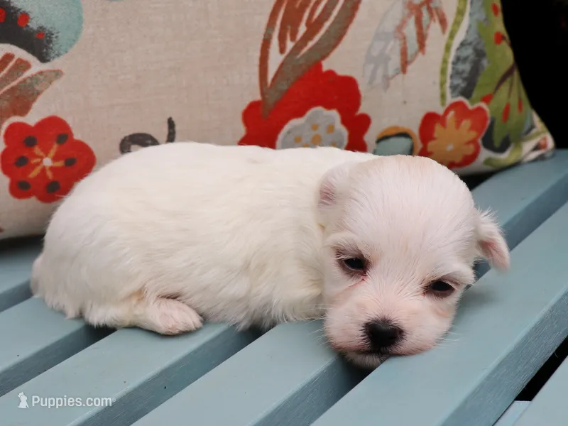 Jean – Havanese puppy for sale in Roanoke, IL