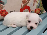 Jean, a female Havanese for sale in Roanoke, IL – 1 of 2