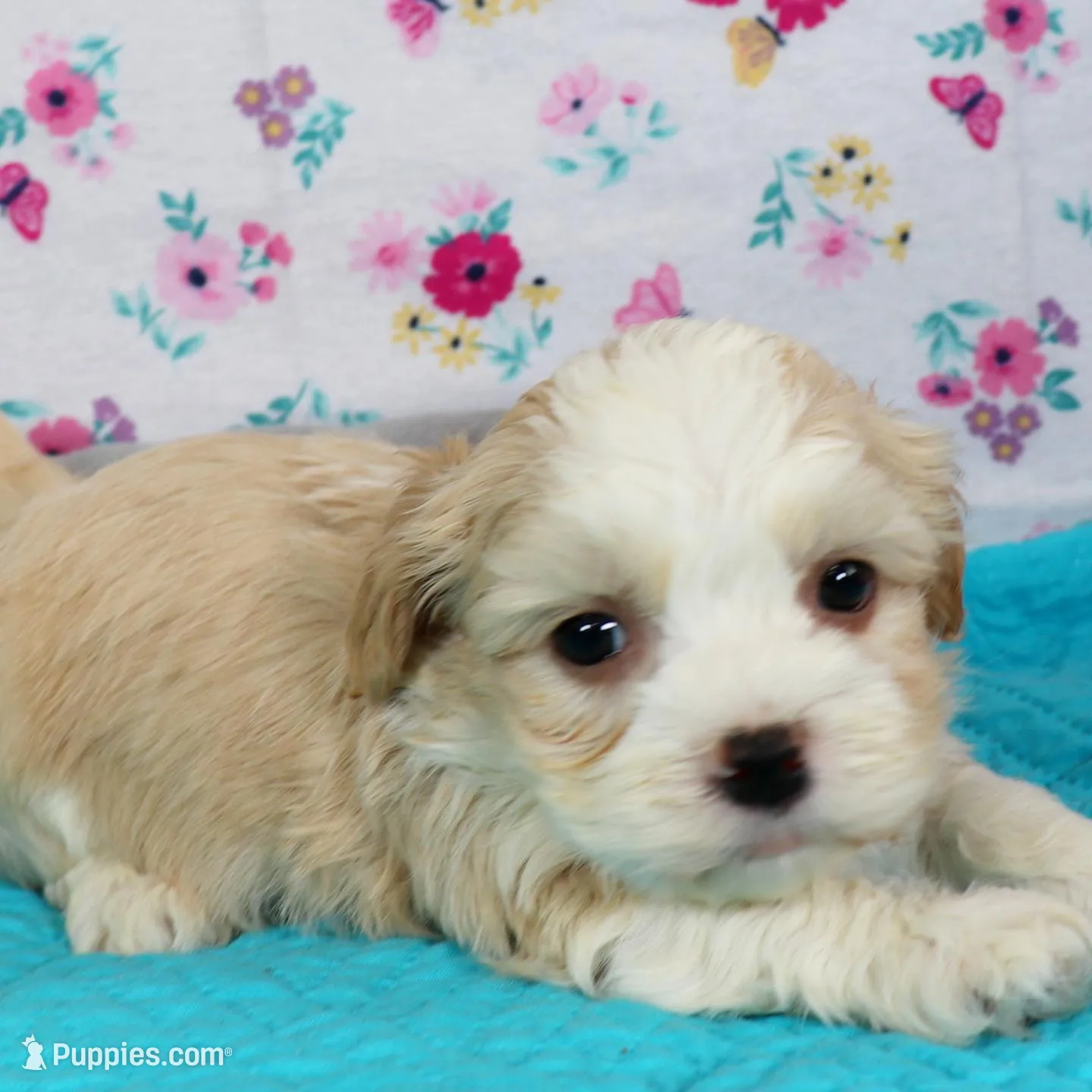 Mochi – Havanese puppy for sale in Roanoke, IL