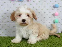Mochi, a male Havanese for sale in Roanoke, IL – Photo 2 of 4