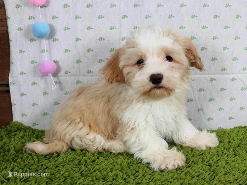 Mochi – Havanese puppy for sale in Roanoke, IL