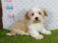 Mochi, a male Havanese for sale in Roanoke, IL – Photo 1 of 4
