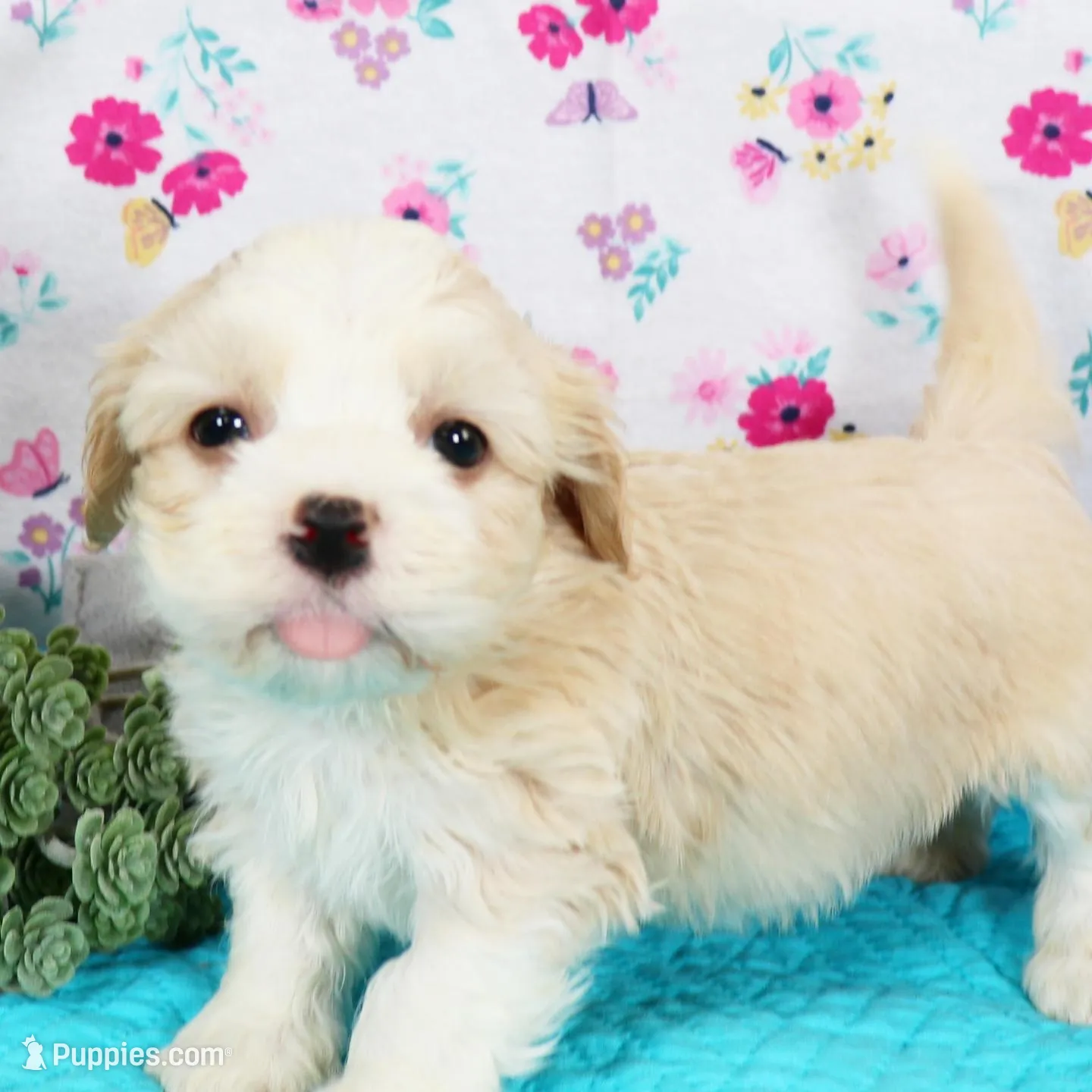 Mochi, a male Havanese for sale in Roanoke, IL – Photo 2 of 2