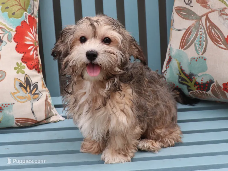 Verna – Havanese puppy for sale in Roanoke, IL