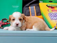 Chai, a female Havanese for sale in Roanoke, IL – 2 of 2