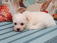 Haaland, a male Havanese for sale in Roanoke, IL – 2 of 2