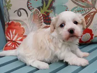 Nickel, a male Havanese for sale in Roanoke, IL – 1 of 2